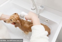 宠物店狗狗洗澡-附近宠物店狗狗洗澡