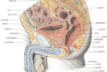 前列腺解剖图-前列腺解剖图谱