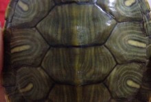 乌龟壳脱皮照片-乌龟壳脱皮照片 蜕皮