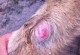 宠物皮肤瘤-宠物皮肤瘤和皮肤病区别