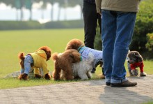 广东宠物旅游-广东适合带宠物狗的景区