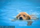 宠物狗在哪里游泳-有没有狗游泳的地方