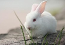 兔子会不会叫-兔子会认主人吗