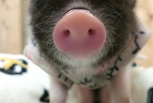 香猪宠物图片-香猪宠物图片大全大图