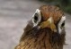 画眉鸟头型图片-画眉鸟头形特征图片解释