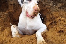 狗挖坑有什么预兆-狗挖坑是怎么回事风水