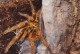 橙巴布蜘蛛-橙巴布蜘蛛寿命