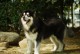 阿拉斯加犬图片-阿拉斯加犬图片幼犬