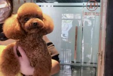 上海宠物美容店-上海宠物美容店招聘