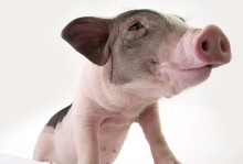 麝香猪宠物-麝香动物的图片可以养殖吗
