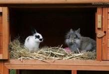 散养宠物兔子-散养宠物兔子过冬的方法有哪些