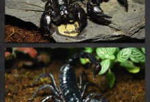 宠物蝎子种类-宠物蝎子毒性大吗