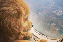 做飞机可以带宠物吗-坐飞机能带宠物吗国内