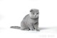 灰色宠物猫-灰色宠物猫品种