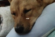 宠物打呼噜-睡觉打呼噜的狗狗