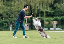 狗训练学校-专业训练狗狗机构