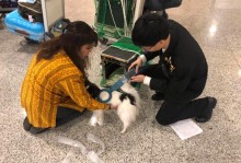 上海机场托运宠物-上海机场托运宠物怎么收费
