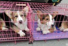 郑州市宠物狗市场-郑州宠物市场在什么地方