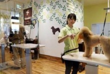 上海宠物连锁-上海宠物连锁店排名