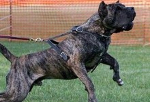 世界上最危险的狗-世界上最危险的狗的图片