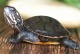 宠物龟价格排行榜-宠物龟的品种和价格