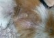宠物狗皮肤病症状-宠物狗皮肤病有哪些