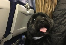 坐飞机能带宠物吗-坐飞机能带宠物吗?