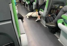 火车宠物车厢-火车宠物托运车厢是什么样的