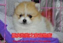 重庆宠物犬价格-重庆宠物狗狗市场