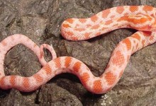 粉色宠物蛇-粉色宠物蛇起名