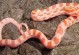 粉色宠物蛇-粉色宠物蛇起名