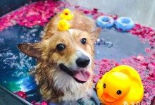 上海宠物洗澡价格-上海宠物游泳的地方吗