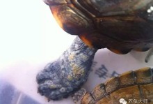乌龟腐皮图片-乌龟腐皮图片 腐甲