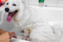 安阳宠物洗澡-安阳宠物洗澡驱虫多少钱一次