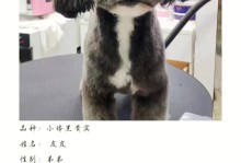 上海宠物信息-上海宠物交易网站
