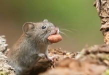 老鼠一年繁殖几次-一对老鼠一年可以繁殖多少后代