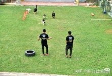 上海宠物行为训练-上海宠物行为训练基地