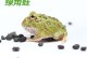 怎样饲养宠物青蛙的简单介绍