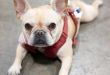 香港宠物护理课程-香港宠物护理课程内容