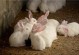 养殖兔子的方法-新手养殖兔子教程