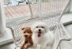 从韩国带宠物回国-韩国带宠物回国要多少钱2023