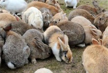 小白兔资料-小白兔资料图片