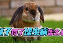 宠物兔预防球虫病-宠物兔预防球虫病的措施