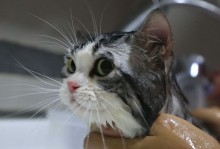 宠物猫洗一次澡多少钱-宠物猫洗一次澡多少钱一次