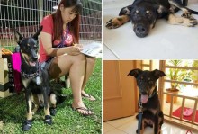 新加坡宠物出境-新加坡宠物出境要求