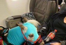 宠物国内航班-宠物飞国际航班多少钱