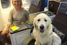 飞机上怎么托运宠物-飞机怎么托运宠物多少钱