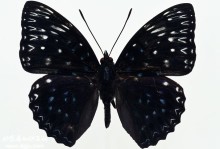 黑色的蝴蝶-黑色的蝴蝶飞进家里代表什么
