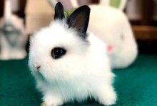宠物兔价格和图片-宠物兔子价格最新价格