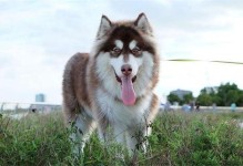 大型犬有哪些品种-狗品种大全100种图片